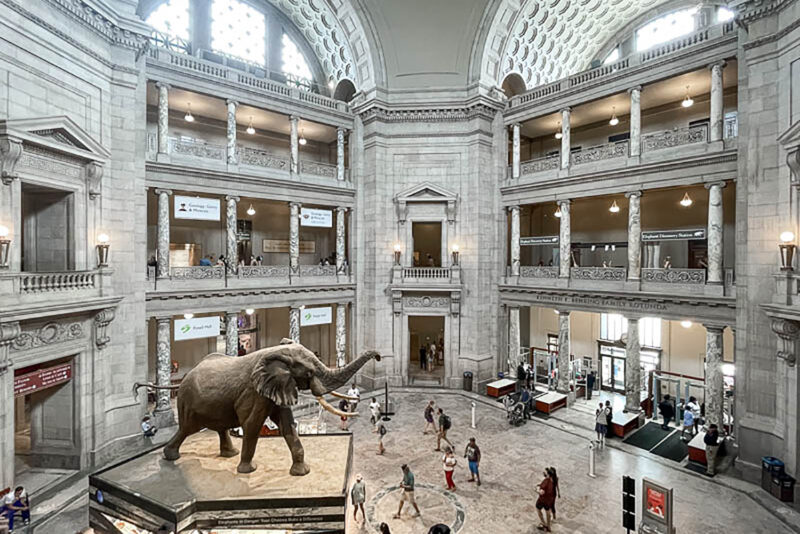 National History Museum elephant